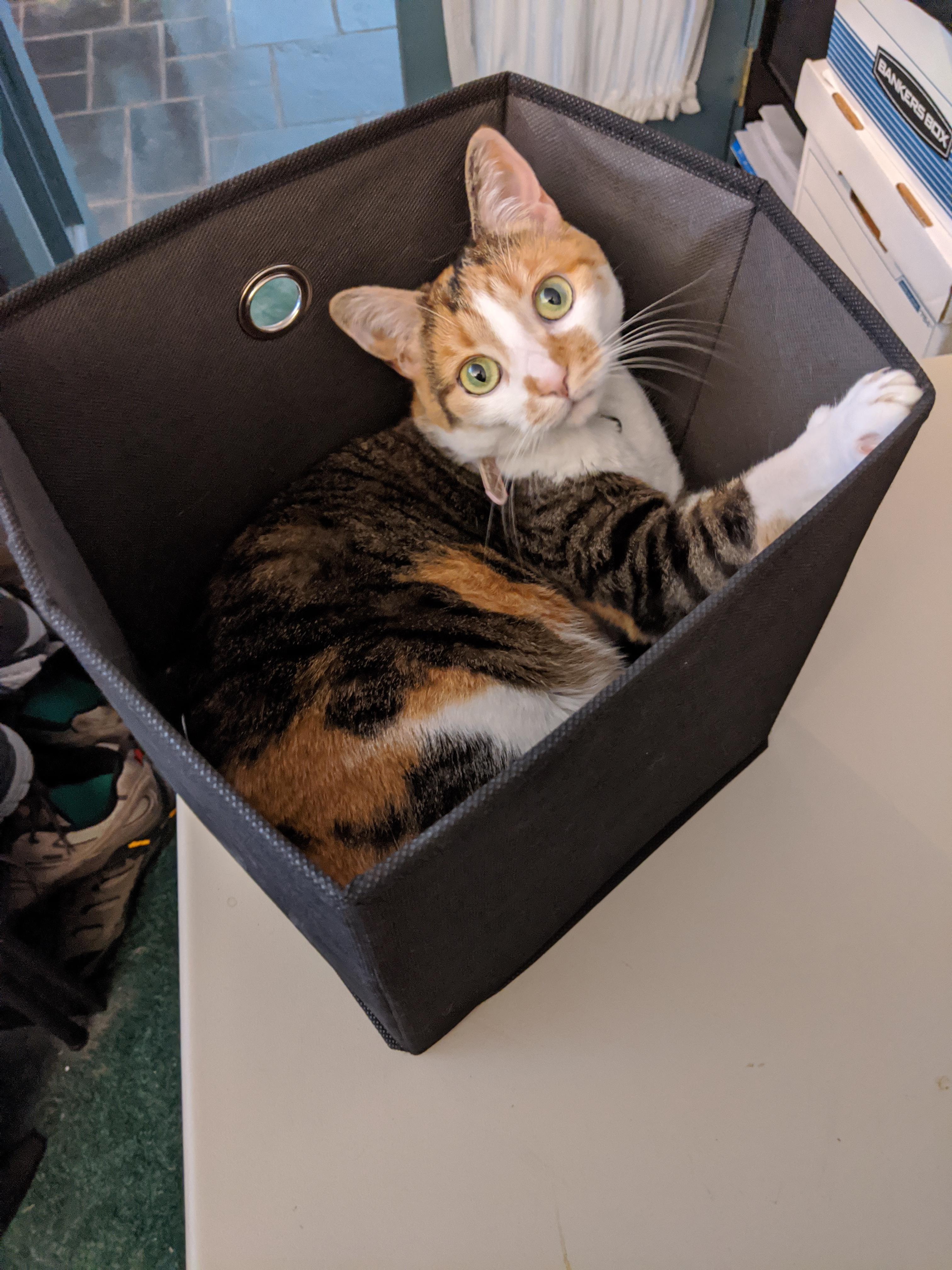 Cat in a box